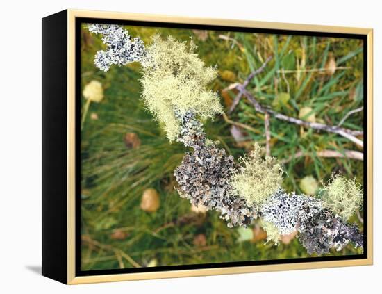 Branch, Lichens, Close-Up-Thonig-Framed Premier Image Canvas