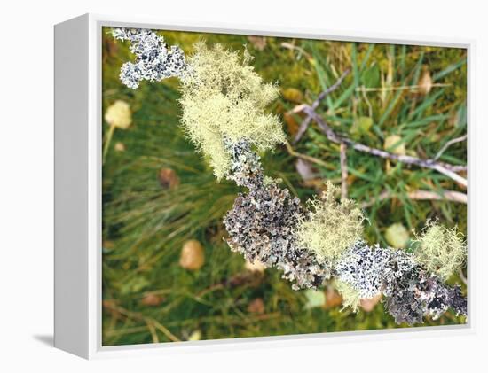 Branch, Lichens, Close-Up-Thonig-Framed Premier Image Canvas