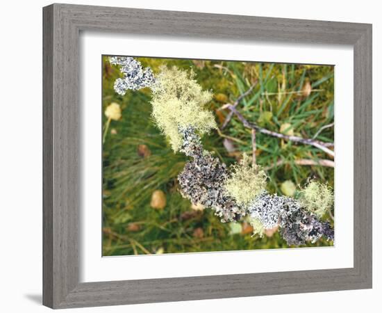 Branch, Lichens, Close-Up-Thonig-Framed Photographic Print