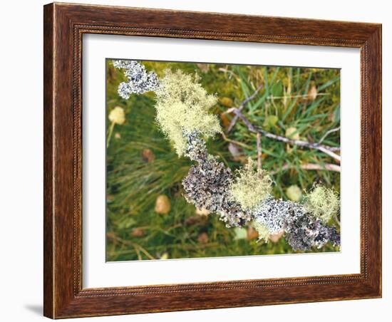 Branch, Lichens, Close-Up-Thonig-Framed Photographic Print