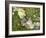 Branch, Lichens, Close-Up-Thonig-Framed Photographic Print