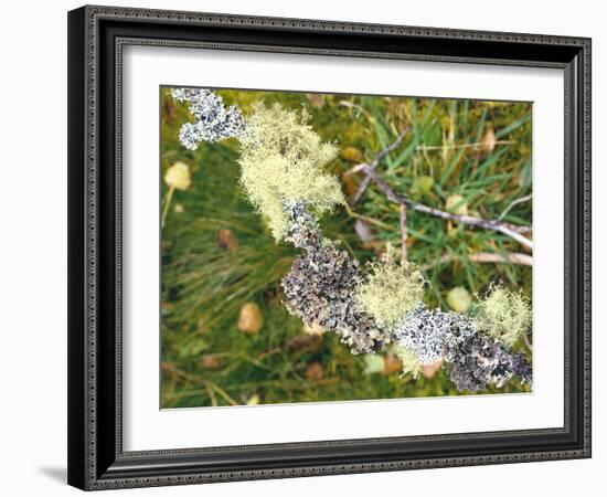 Branch, Lichens, Close-Up-Thonig-Framed Photographic Print