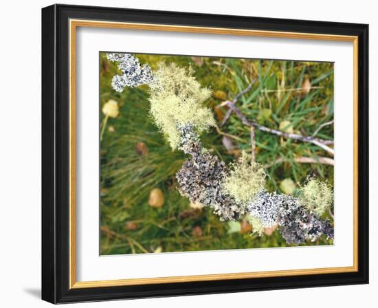 Branch, Lichens, Close-Up-Thonig-Framed Photographic Print