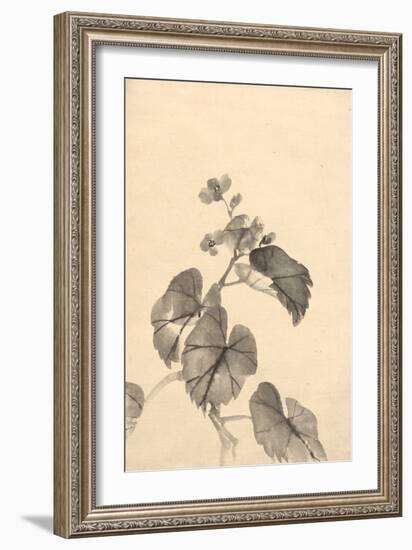 Branch of Begonia in Bloom, (ink on paper)-European School-Framed Giclee Print