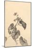 Branch of Begonia in Bloom, (ink on paper)-European School-Mounted Giclee Print