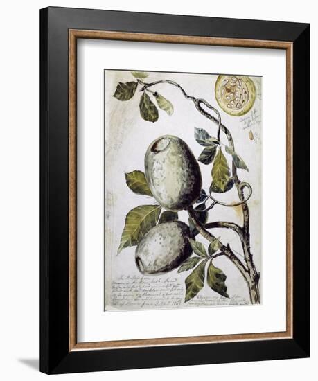 Branch of Buffalo Pear Tree, Showing Fruit and Leaves, 1849-Thomas Baines-Framed Giclee Print