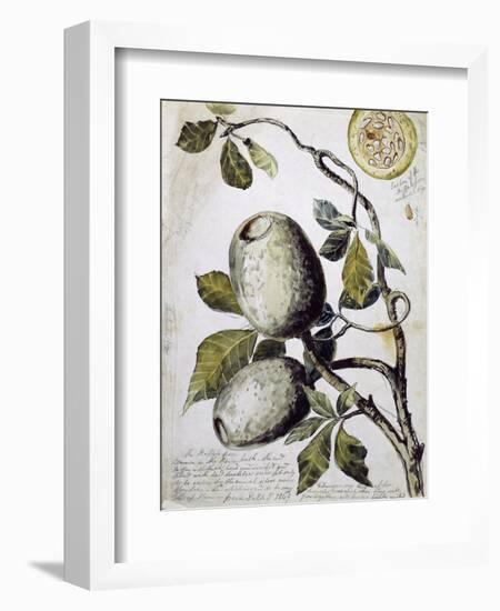 Branch of Buffalo Pear Tree, Showing Fruit and Leaves, 1849-Thomas Baines-Framed Giclee Print