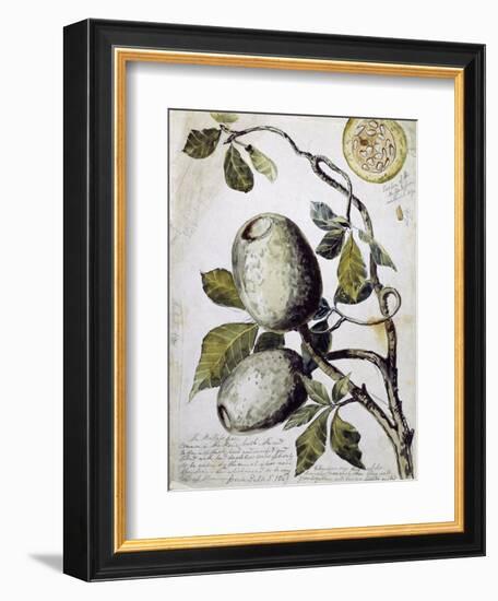 Branch of Buffalo Pear Tree, Showing Fruit and Leaves, 1849-Thomas Baines-Framed Giclee Print