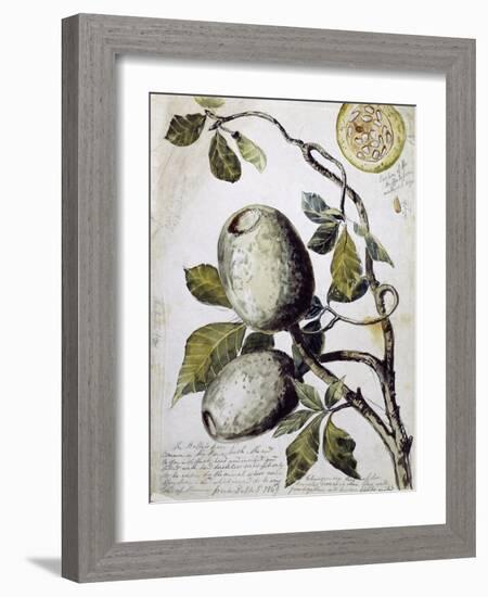 Branch of Buffalo Pear Tree, Showing Fruit and Leaves, 1849-Thomas Baines-Framed Giclee Print