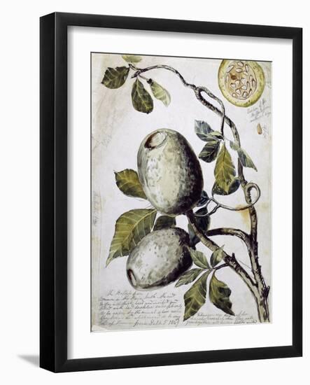 Branch of Buffalo Pear Tree, Showing Fruit and Leaves, 1849-Thomas Baines-Framed Giclee Print