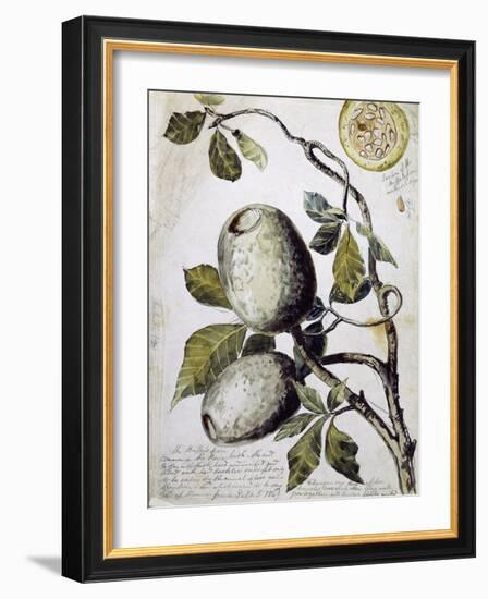 Branch of Buffalo Pear Tree, Showing Fruit and Leaves, 1849-Thomas Baines-Framed Giclee Print