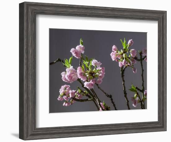 Branch of Cherry Blossoms in Front of Grey Background-C. Nidhoff-Lang-Framed Photographic Print
