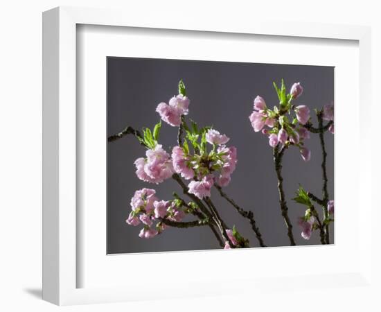 Branch of Cherry Blossoms in Front of Grey Background-C. Nidhoff-Lang-Framed Photographic Print