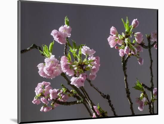 Branch of Cherry Blossoms in Front of Grey Background-C. Nidhoff-Lang-Mounted Photographic Print