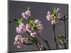 Branch of Cherry Blossoms in Front of Grey Background-C. Nidhoff-Lang-Mounted Photographic Print