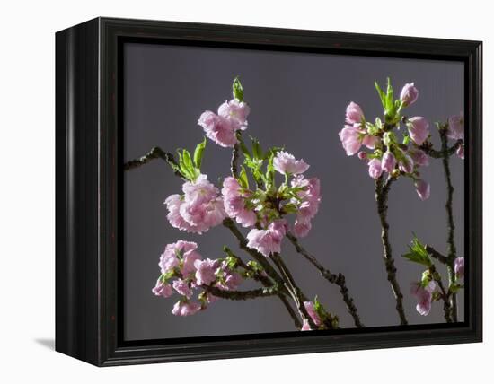 Branch of Cherry Blossoms in Front of Grey Background-C. Nidhoff-Lang-Framed Premier Image Canvas
