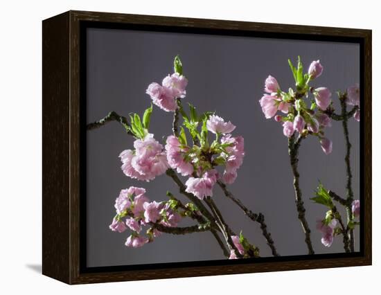 Branch of Cherry Blossoms in Front of Grey Background-C. Nidhoff-Lang-Framed Premier Image Canvas