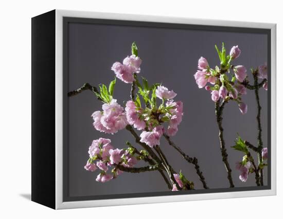 Branch of Cherry Blossoms in Front of Grey Background-C. Nidhoff-Lang-Framed Premier Image Canvas