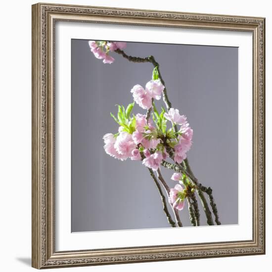 Branch of Cherry Blossoms in Front of Light Grey Background-C. Nidhoff-Lang-Framed Photographic Print