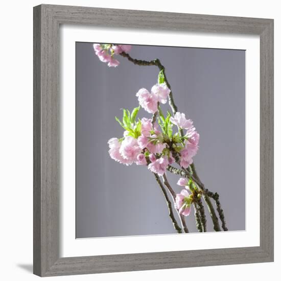 Branch of Cherry Blossoms in Front of Light Grey Background-C. Nidhoff-Lang-Framed Photographic Print