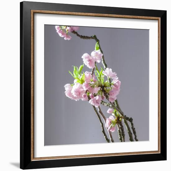 Branch of Cherry Blossoms in Front of Light Grey Background-C. Nidhoff-Lang-Framed Photographic Print