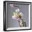 Branch of Cherry Blossoms in Front of Light Grey Background-C. Nidhoff-Lang-Framed Photographic Print