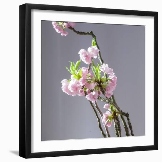 Branch of Cherry Blossoms in Front of Light Grey Background-C. Nidhoff-Lang-Framed Photographic Print