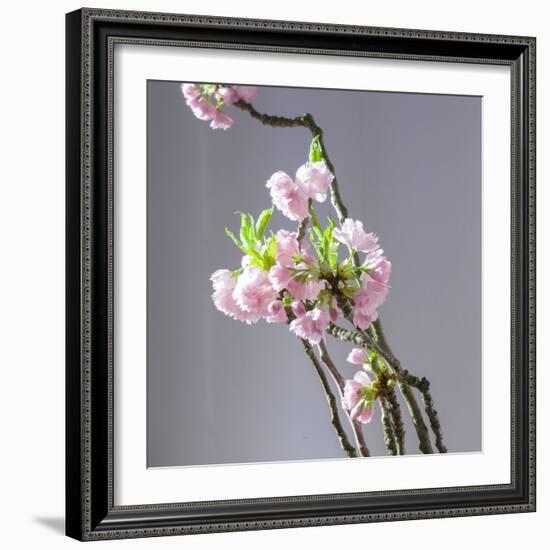 Branch of Cherry Blossoms in Front of Light Grey Background-C. Nidhoff-Lang-Framed Photographic Print