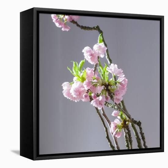 Branch of Cherry Blossoms in Front of Light Grey Background-C. Nidhoff-Lang-Framed Premier Image Canvas