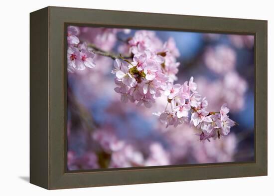 Branch of Cherry Blossoms-Brigitte Protzel-Framed Premier Image Canvas