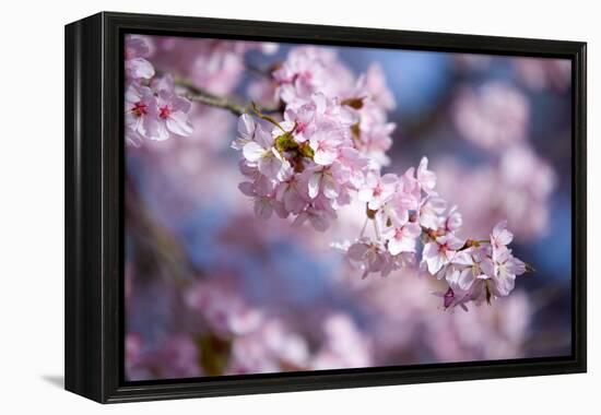 Branch of Cherry Blossoms-Brigitte Protzel-Framed Premier Image Canvas