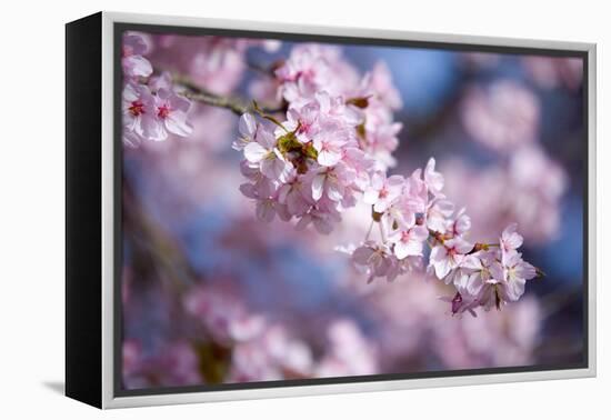 Branch of Cherry Blossoms-Brigitte Protzel-Framed Premier Image Canvas