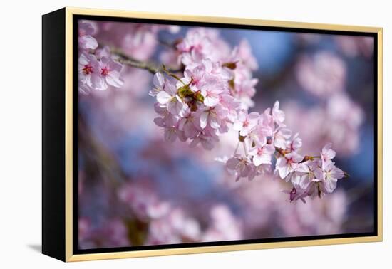 Branch of Cherry Blossoms-Brigitte Protzel-Framed Premier Image Canvas