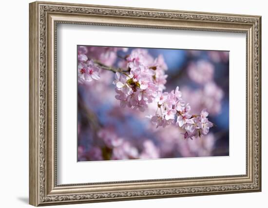 Branch of Cherry Blossoms-Brigitte Protzel-Framed Photographic Print