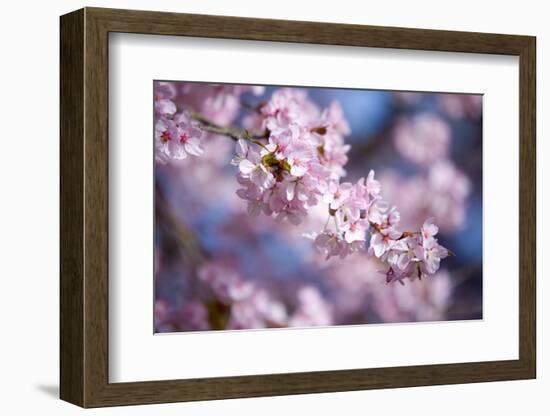 Branch of Cherry Blossoms-Brigitte Protzel-Framed Photographic Print