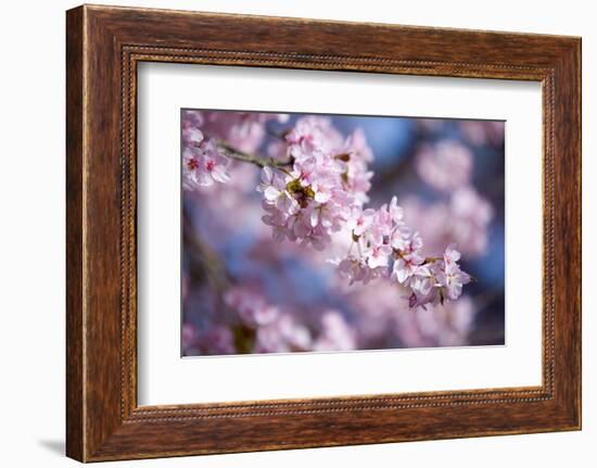 Branch of Cherry Blossoms-Brigitte Protzel-Framed Photographic Print