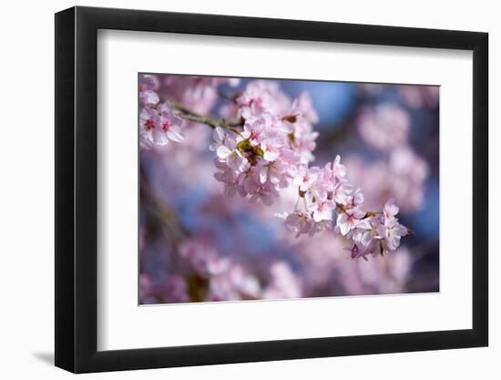 Branch of Cherry Blossoms-Brigitte Protzel-Framed Photographic Print