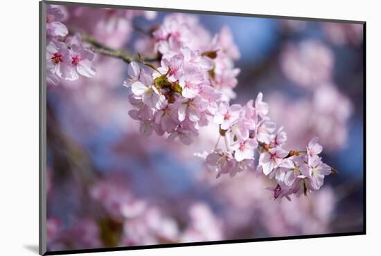 Branch of Cherry Blossoms-Brigitte Protzel-Mounted Photographic Print