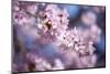 Branch of Cherry Blossoms-Brigitte Protzel-Mounted Photographic Print