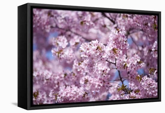 Branch of Cherry Blossomses-Brigitte Protzel-Framed Premier Image Canvas