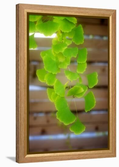 Branch of Ginkgo-Philippe Sainte-Laudy-Framed Premier Image Canvas