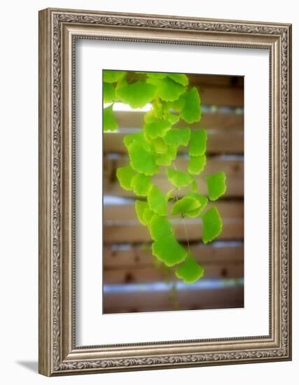 Branch of Ginkgo-Philippe Sainte-Laudy-Framed Photographic Print