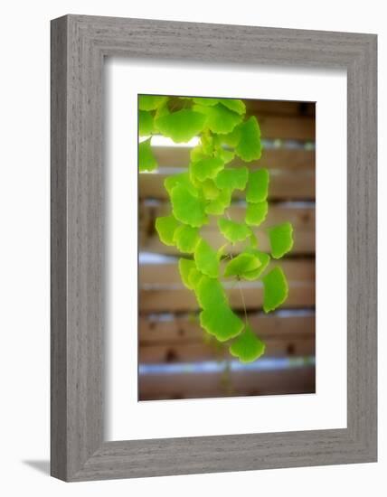 Branch of Ginkgo-Philippe Sainte-Laudy-Framed Photographic Print