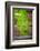 Branch of Ginkgo-Philippe Sainte-Laudy-Framed Photographic Print