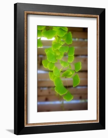 Branch of Ginkgo-Philippe Sainte-Laudy-Framed Photographic Print