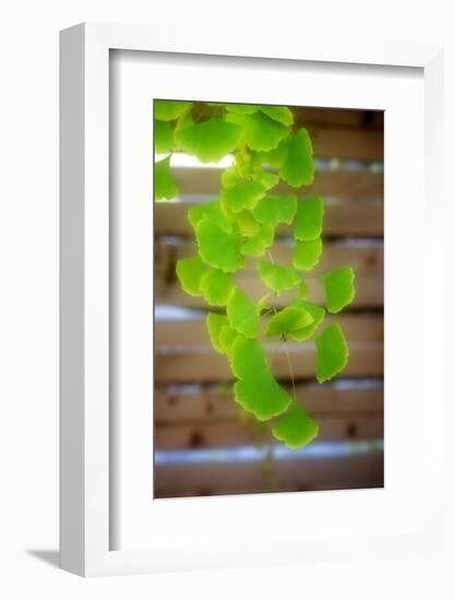 Branch of Ginkgo-Philippe Sainte-Laudy-Framed Photographic Print