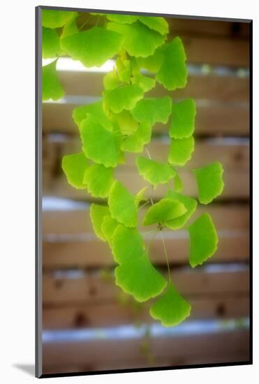 Branch of Ginkgo-Philippe Sainte-Laudy-Mounted Photographic Print