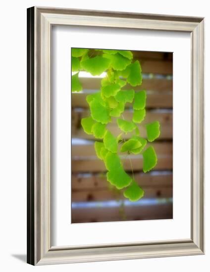 Branch of Ginkgo-Philippe Sainte-Laudy-Framed Photographic Print