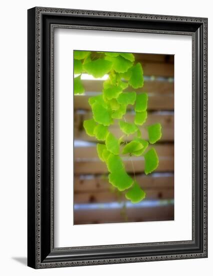 Branch of Ginkgo-Philippe Sainte-Laudy-Framed Photographic Print
