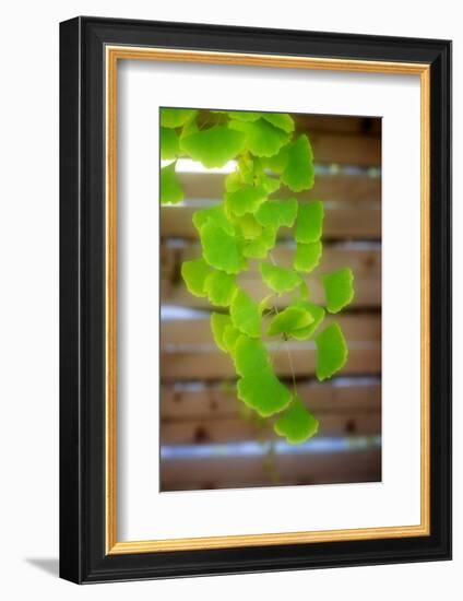 Branch of Ginkgo-Philippe Sainte-Laudy-Framed Photographic Print